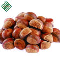 dandong chestnuts fresh chinese chestnut